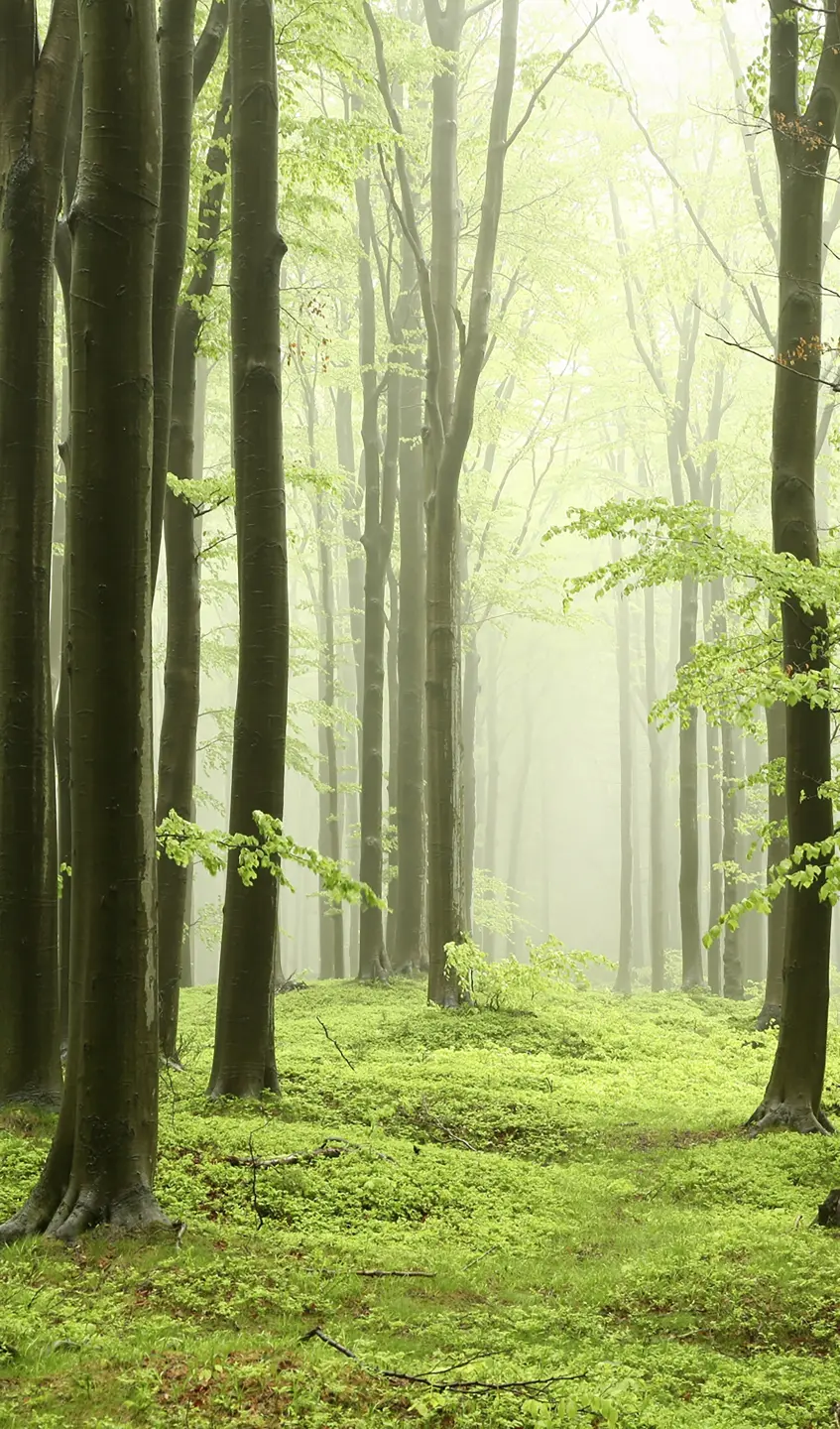 Panneau mural douche VIPANEL INSPIRATION NATURE BROUILL FO BRI. 1500x2550x3MM