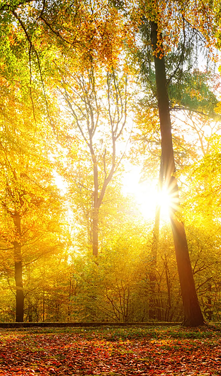 Panneau mural douche VIPANEL INSPIRATION NATURE FORÊT AUTO BRI. 1500x2550x3MM|Revêtement pour salle de bain