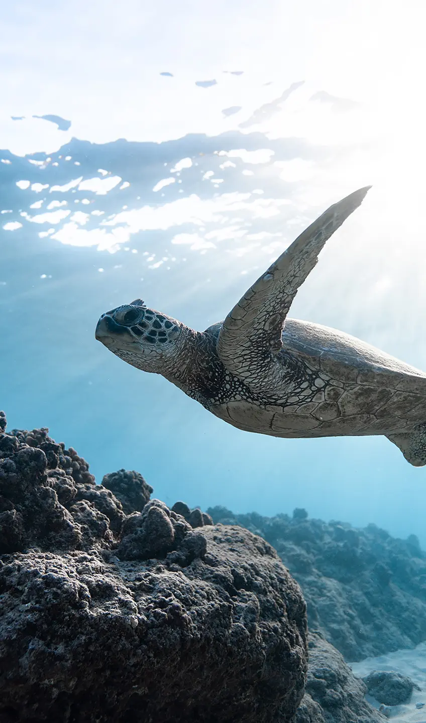 Panneau mural douche VIPANEL INSPIRATION NATURE TORTUE BRI. 1500x2550x3MM