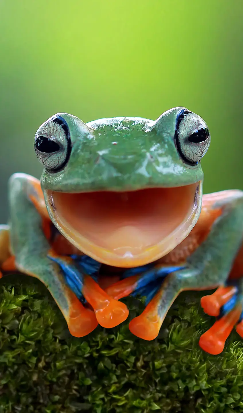 Panneau mural douche VIPANEL INSPIRATION NATURE GRENOUILLE BRI. 1500x2550x3MM