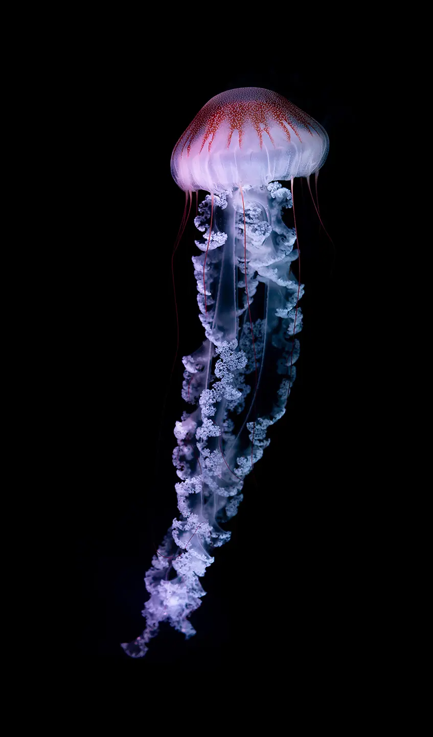 Photo Panneau mural douche NU VIPANEL INSPIRATION NATURE MEDUSE 2 BRI. 1500x2550x3MM