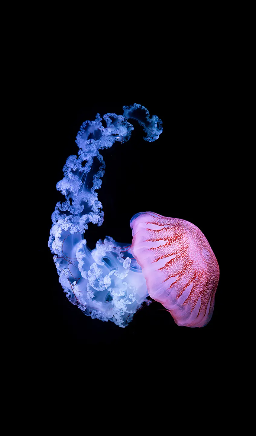 Panneau mural douche VIPANEL INSPIRATION NATURE MEDUSE 1 BRI. 1500x2550x3MM