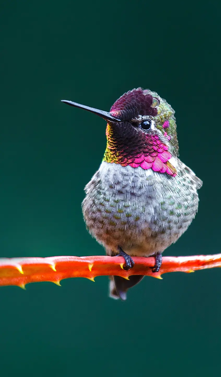 Panneau mural douche VIPANEL INSPIRATION NATURE COLIBRI BRI. 1500x2550x3MM|Revêtement pour salle de bain