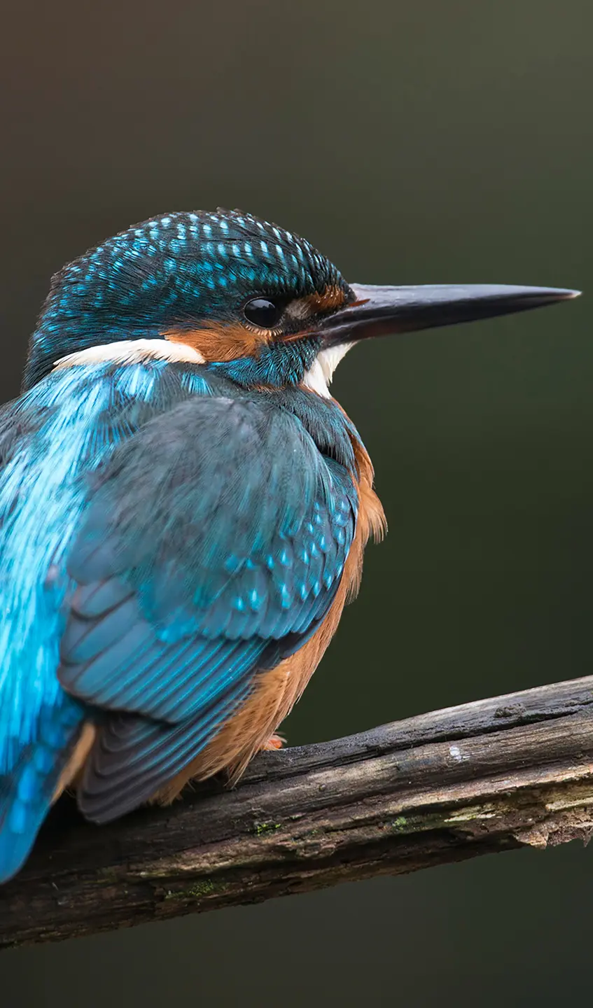 Panneau mural douche VIPANEL INSPIRATION NATURE MARTIN PÊC BRI. 1500x2550x3MM|Revêtement pour salle de bain