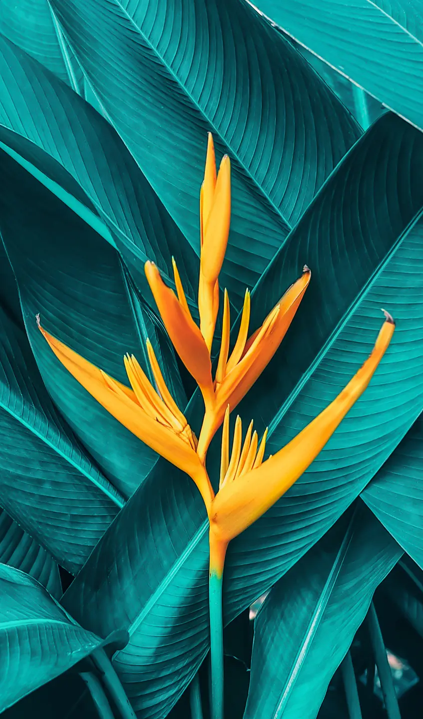 Photo Panneau mural douche NU VIPANEL INSPIRATION NATURE FLEUR EXOT BRI. 1500x2550x3MM