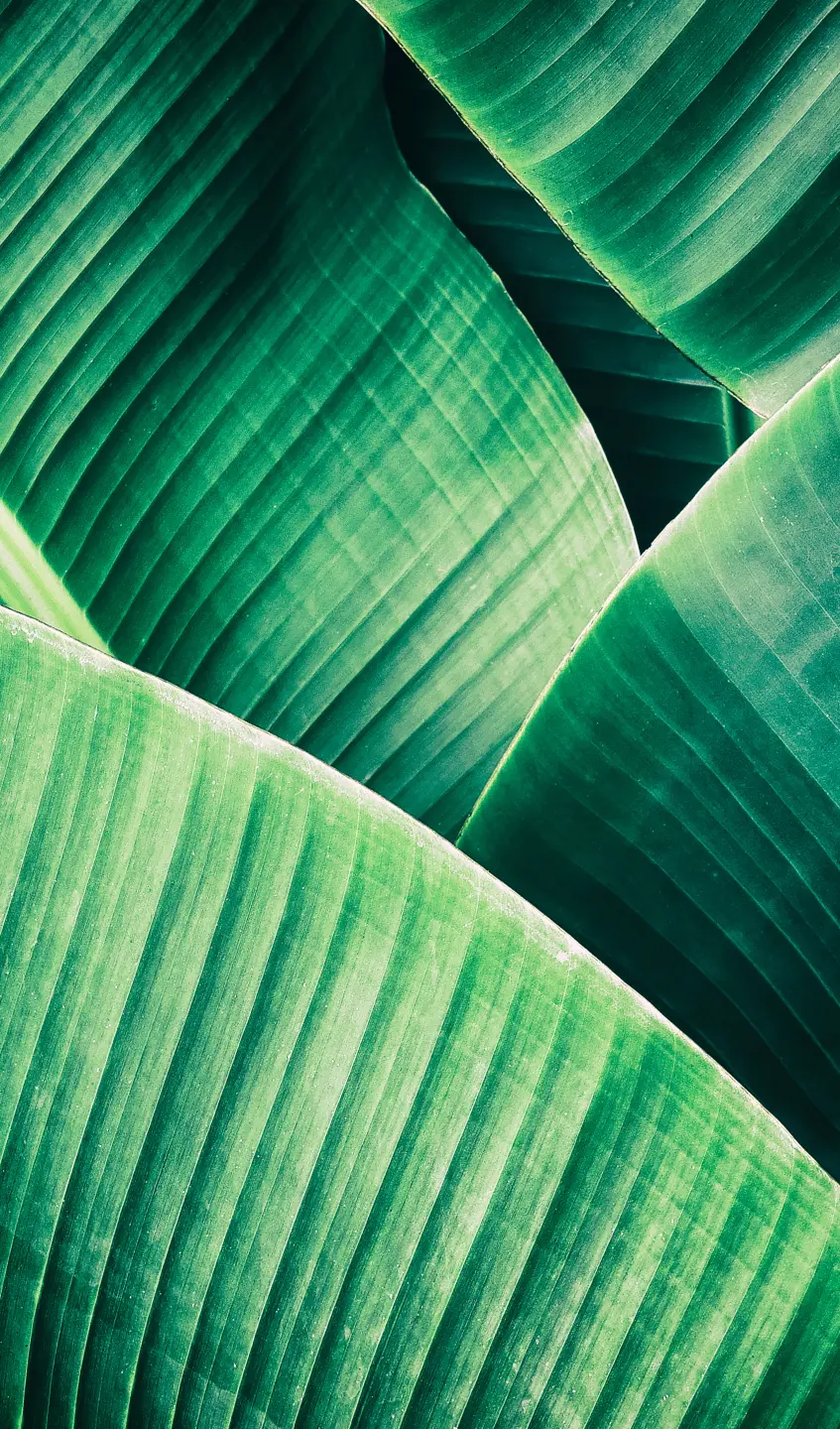 Photo Panneau mural douche NU VIPANEL INSPIRATION NATURE FEUILLE TR BRI. 1500x2550x3MM