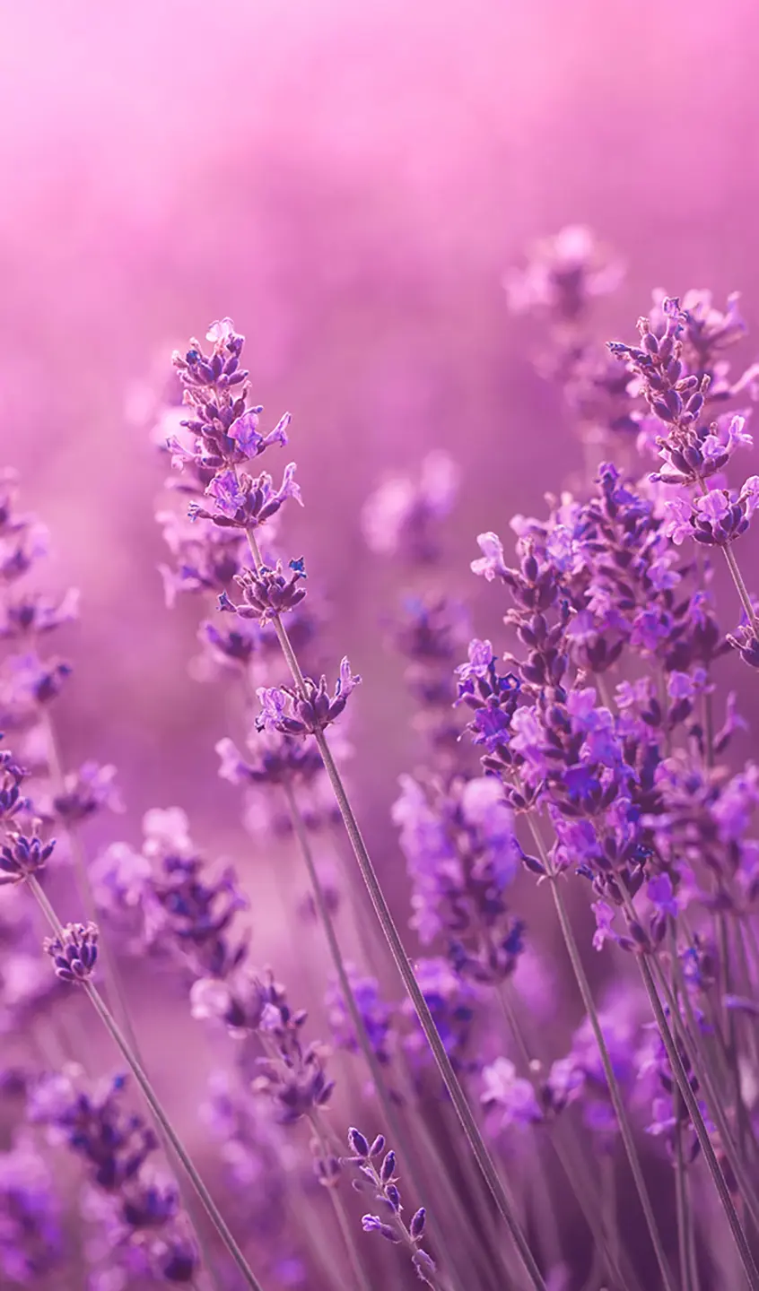 Panneau mural douche VIPANEL INSPIRATION NATURE LAVANDE BRI. 1500x2550x3MM