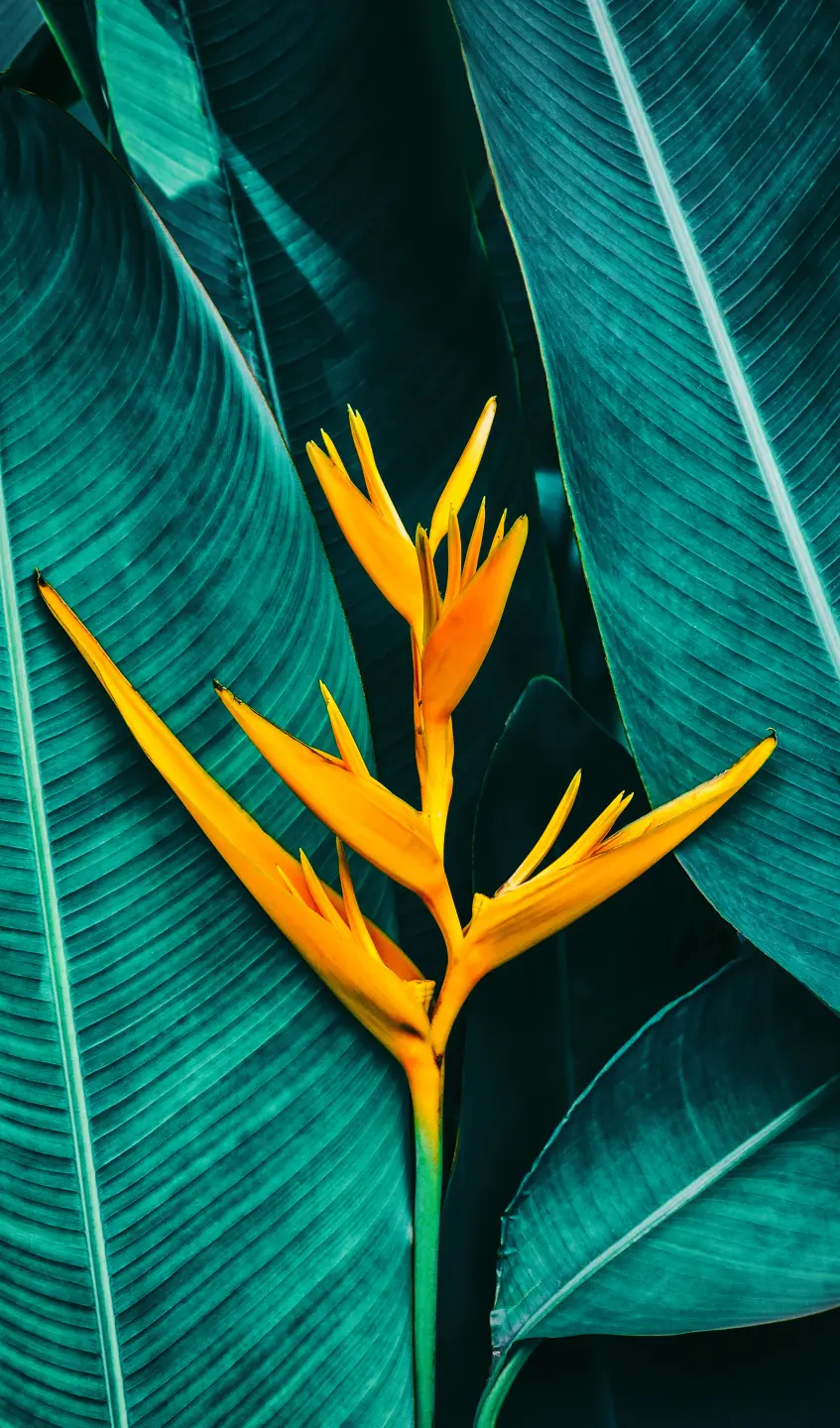 Panneau mural douche VIPANEL INSPIRATION NATURE HELICONIA BRI. 1500x2550x3MM|Revêtement pour salle de bain