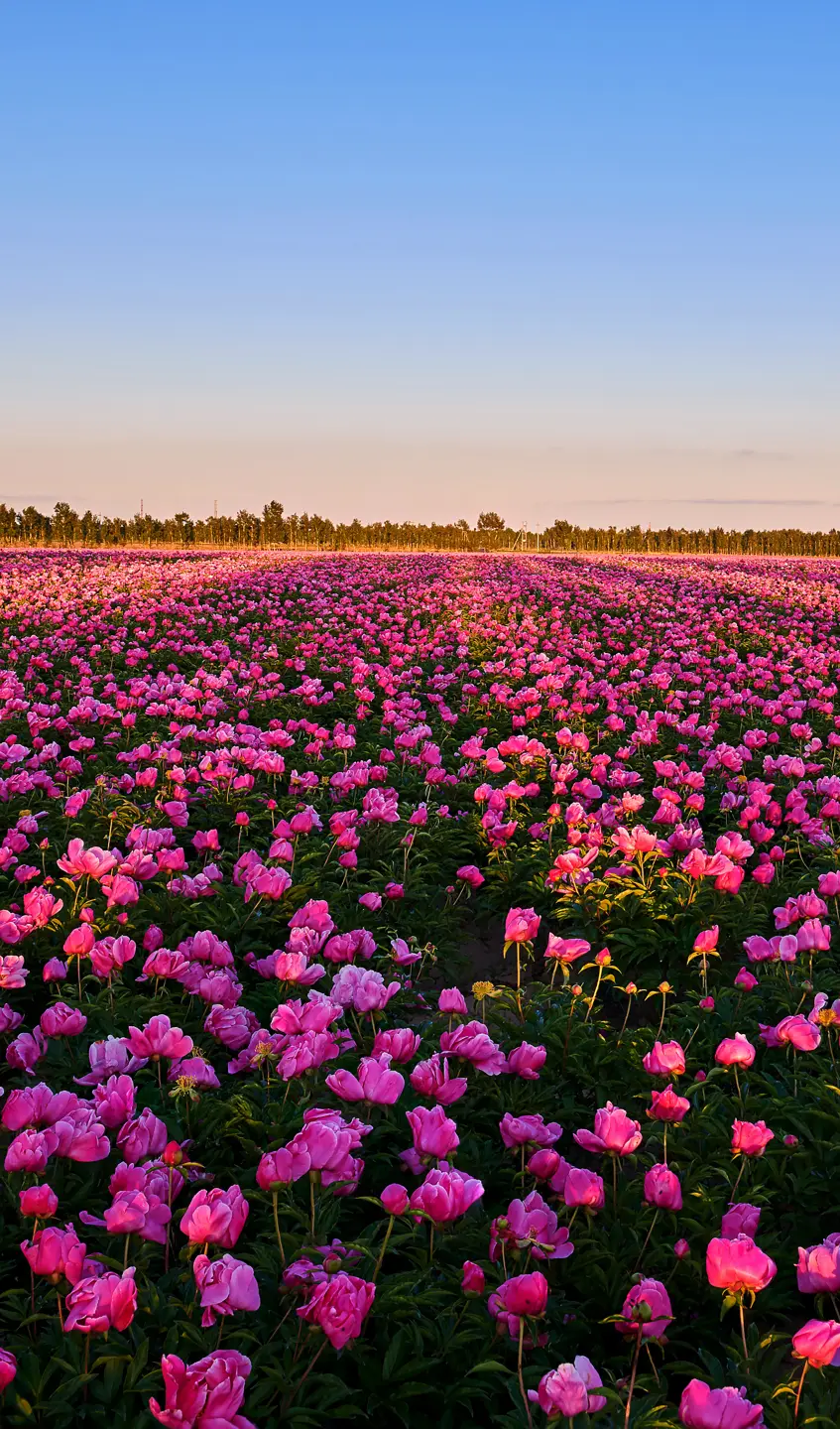 Photo Panneau mural douche NU VIPANEL INSPIRATION NATURE PIVOINES BRI. 1500x2550x3MM