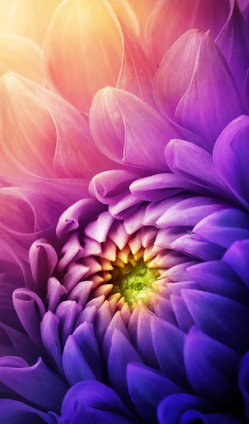 Panneau mural douche VIPANEL INSPIRATION NATURE CHRYSAN VL BRI. 1500x2550x3MM