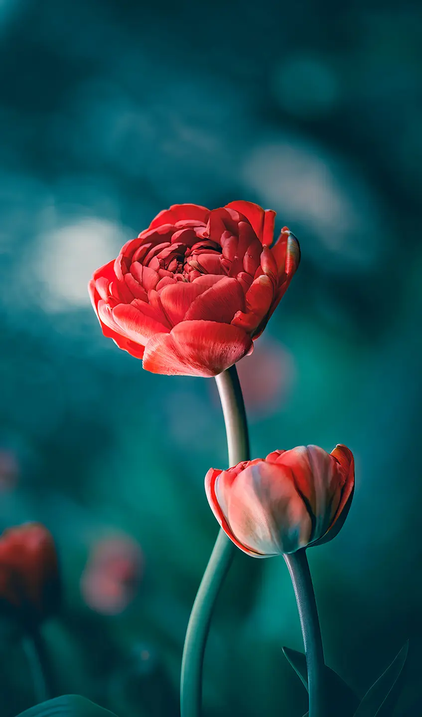 Panneau mural douche VIPANEL INSPIRATION NATURE TULIPE ROU BRI. 1500x2550x3MM