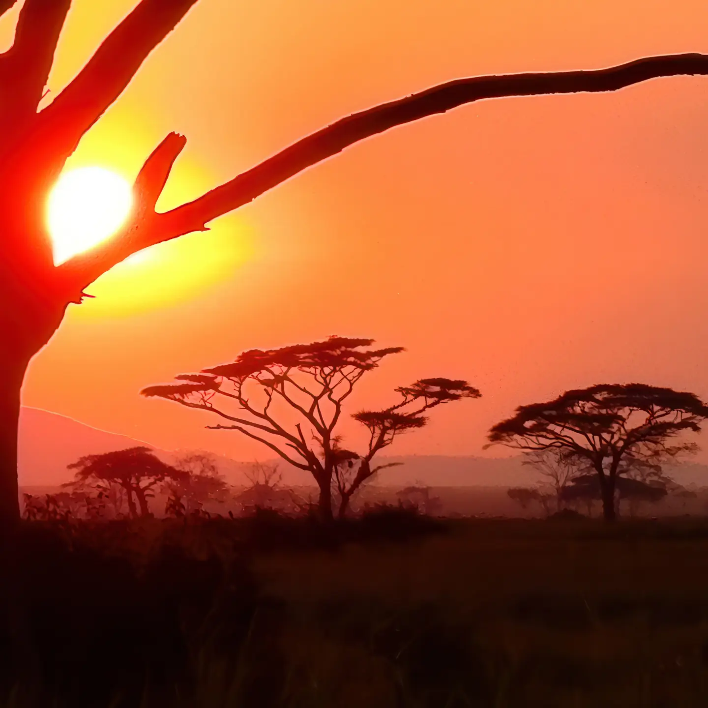 Photo Panneau mural douche NU VIPANEL INSPIRATION NATURE AFRICA BRI. 1000x2550x3MM