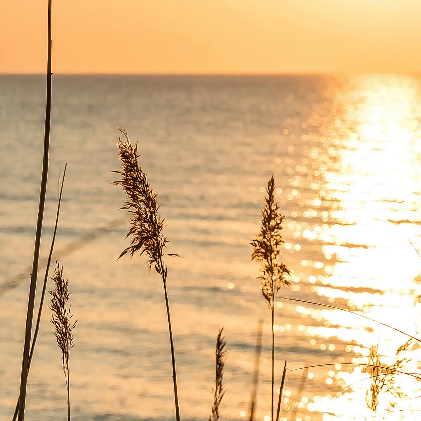 Photo Panneau mural douche NU VIPANEL INSPIRATION NATURE LEVER SOL BRI. 1500x2550x3MM