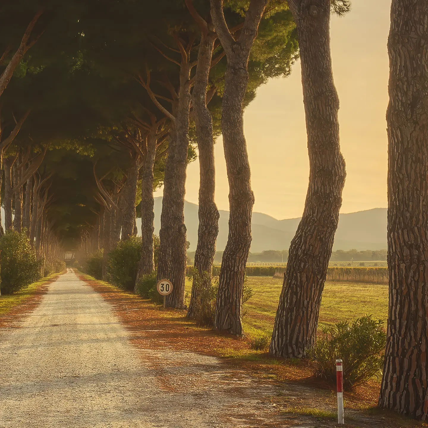 Photo Panneau mural douche NU VIPANEL INSPIRATION NATURE CHEMIN PIN BRI. 1500x2550x3MM