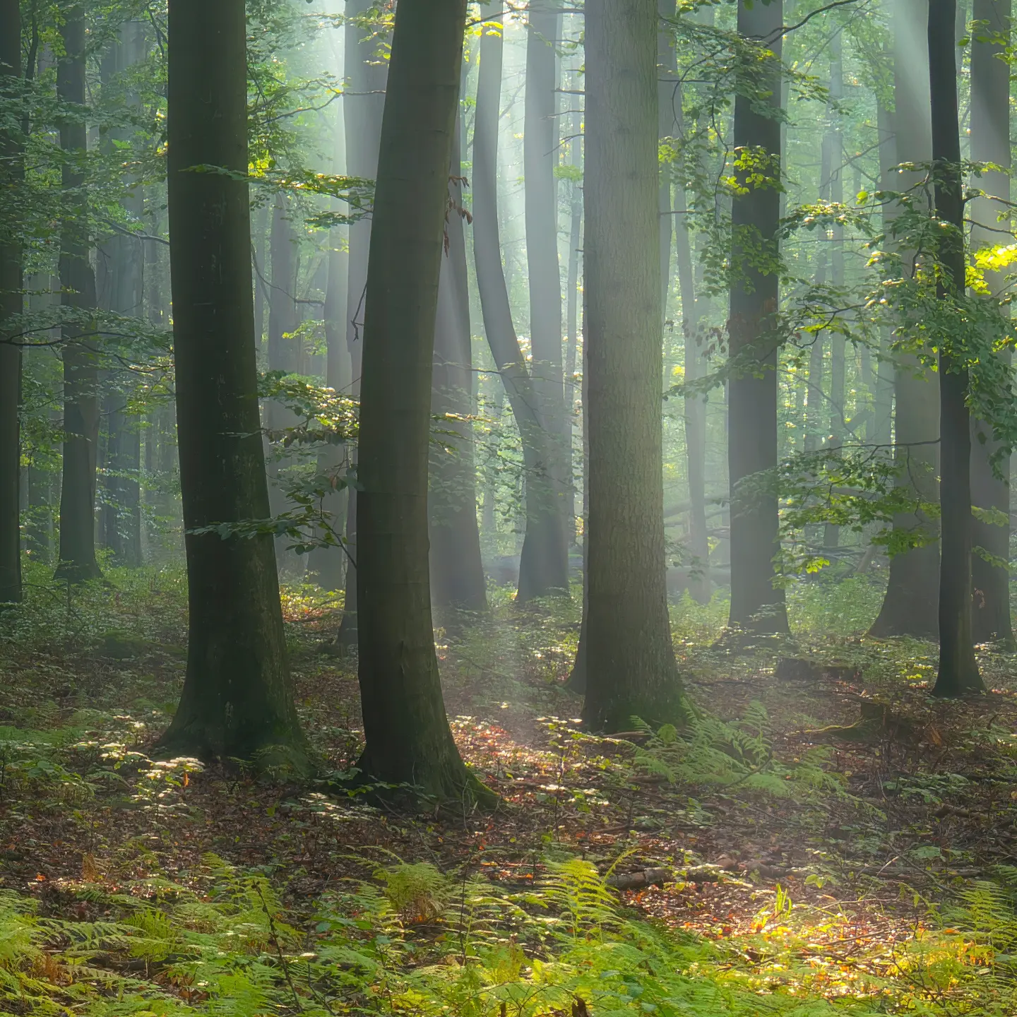 Photo Panneau mural douche NU VIPANEL INSPIRATION NATURE FORÊT MATI BRI. 1500x2550x3MM