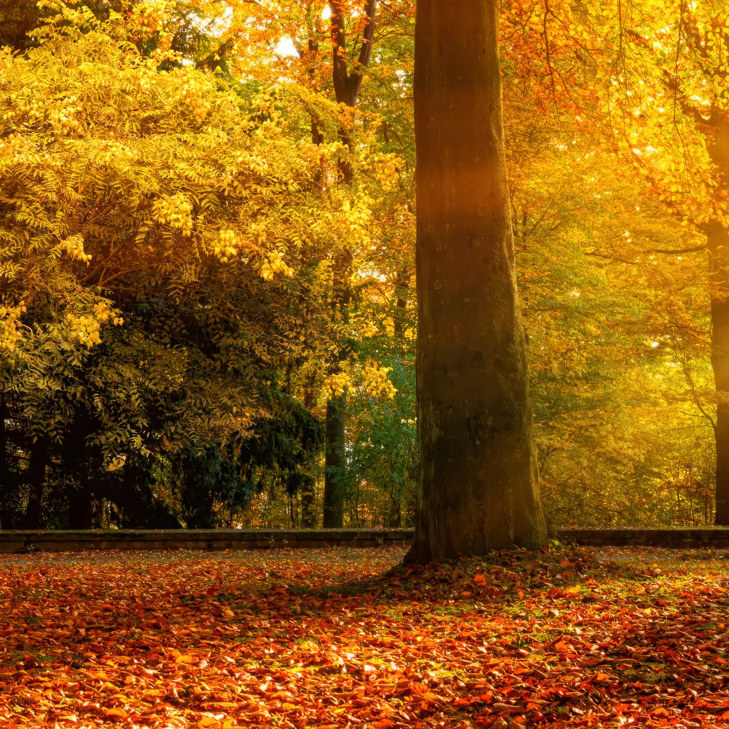 Photo Panneau mural douche NU VIPANEL INSPIRATION NATURE FORÊT AUTO BRI. 1000x2550x3MM