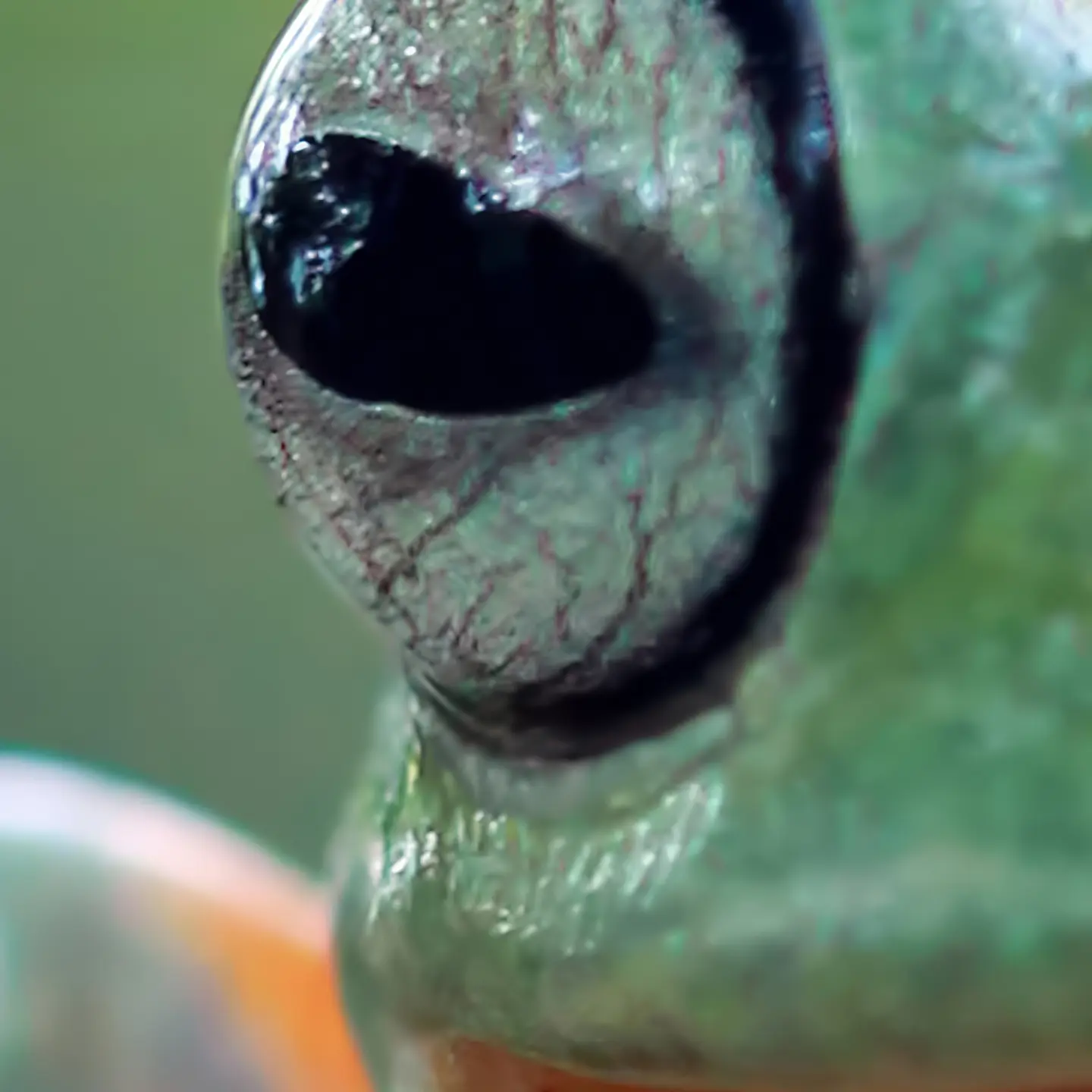 Photo Panneau mural douche NU VIPANEL INSPIRATION NATURE GRENOUILLE BRI. 1000x2550x3MM