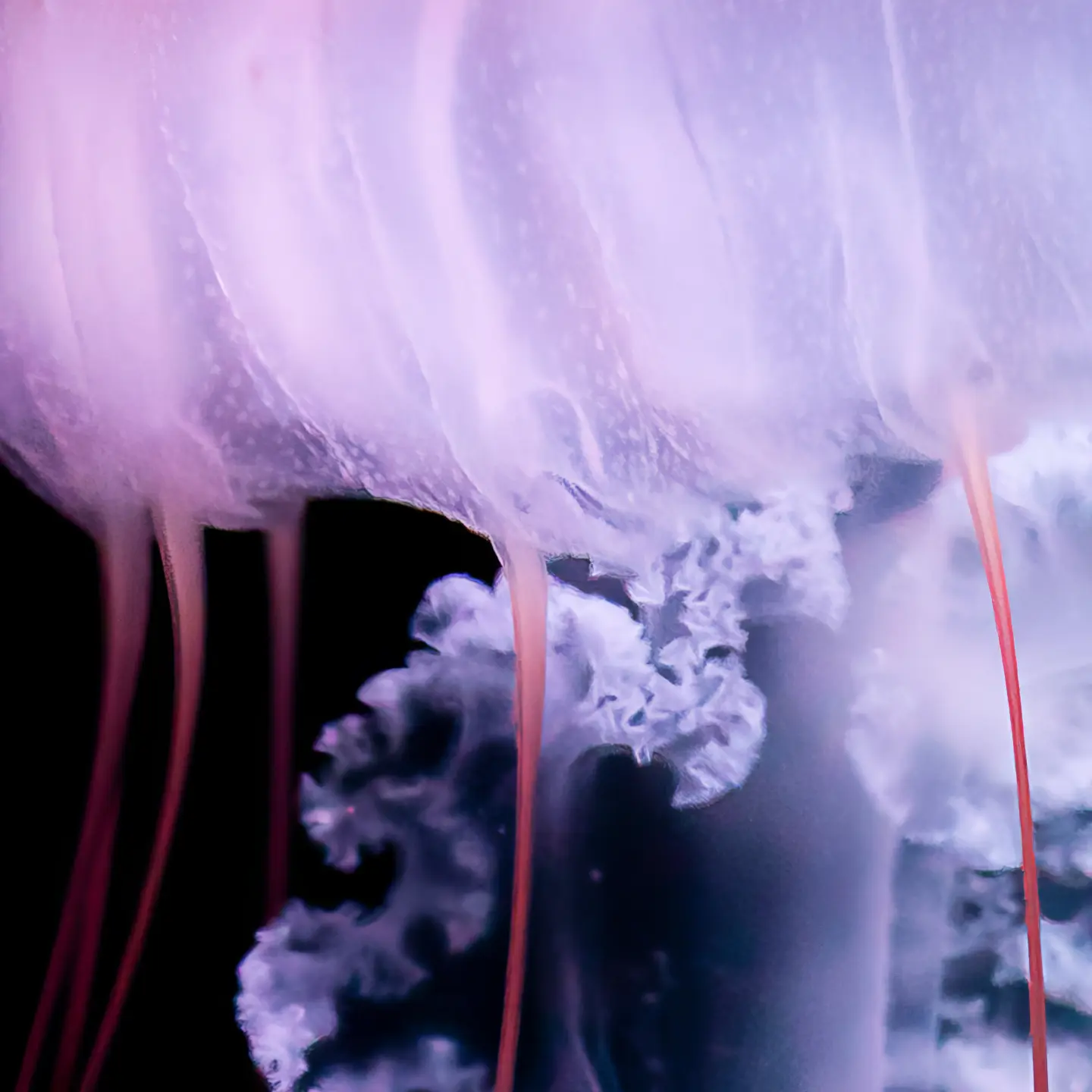 Photo Panneau mural douche NU VIPANEL INSPIRATION NATURE MEDUSE 2 BRI. 1000x2550x3MM