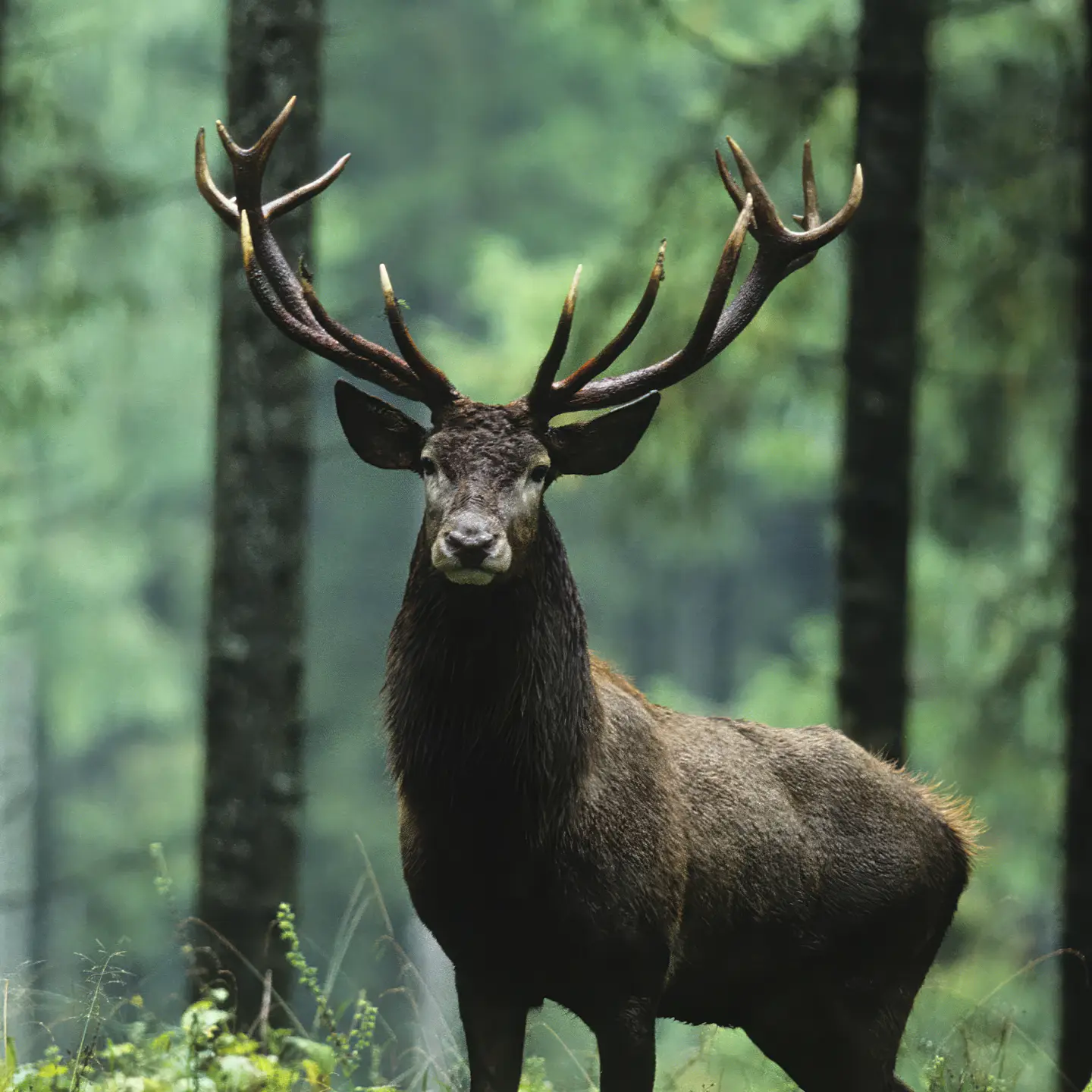 Photo Panneau mural douche NU VIPANEL INSPIRATION NATURE CERF FORÊT BRI. 1000x2550x3MM