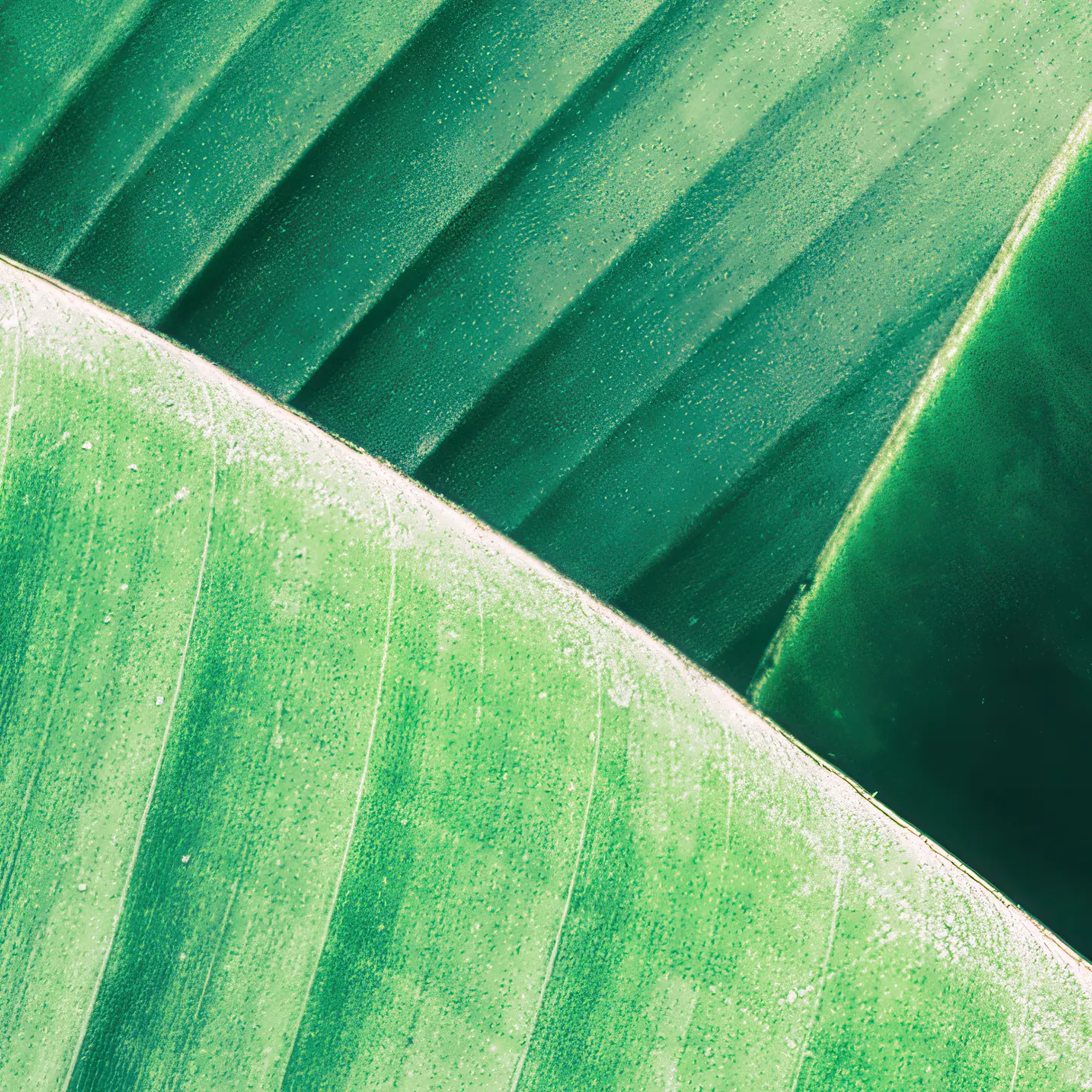 Photo Panneau mural douche NU VIPANEL INSPIRATION NATURE FEUILLE TR BRI. 1000x2550x3MM