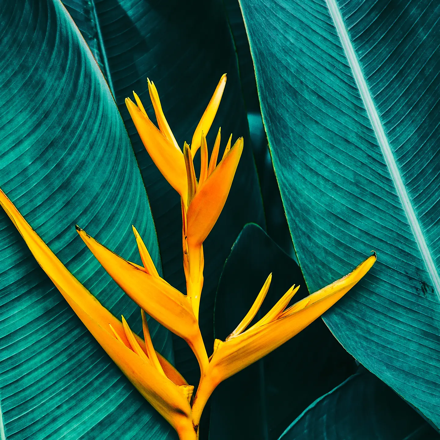 Photo Panneau mural douche NU VIPANEL INSPIRATION NATURE HELICONIA BRI. 1000x2550x3MM