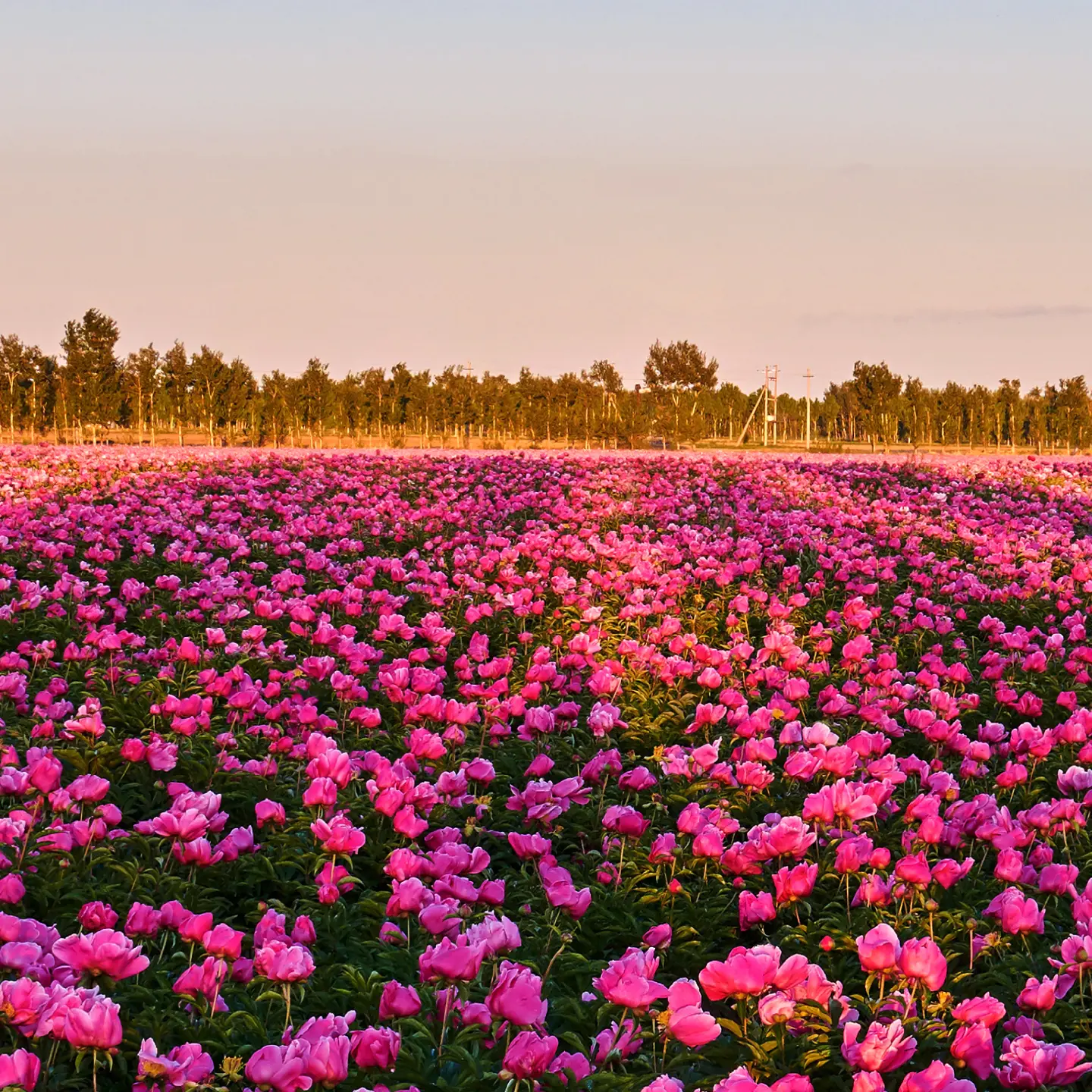 Photo Panneau mural douche NU VIPANEL INSPIRATION NATURE PIVOINES BRI. 1000x2550x3MM