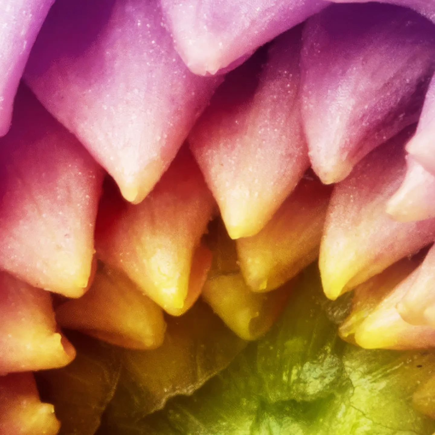 Photo Panneau mural douche NU VIPANEL INSPIRATION NATURE CHRYSAN VL BRI. 1000x2550x3MM