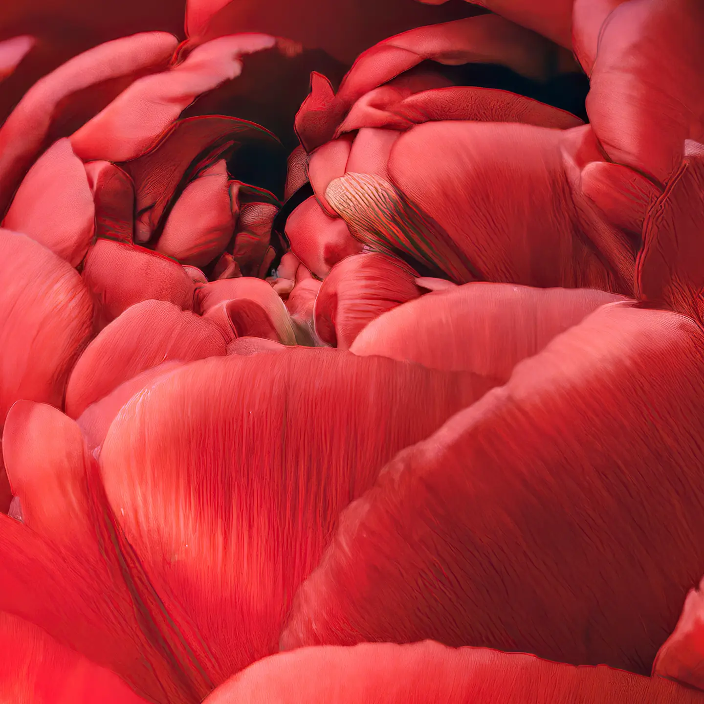 Photo Panneau mural douche NU VIPANEL INSPIRATION NATURE TULIPE ROU BRI. 1000x2550x3MM